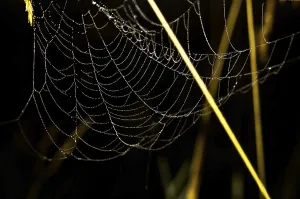 Catching a spider net in the grass against the sunset