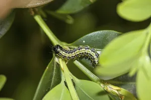 Caterpillar of the box tree moth (Cydalima perspectalis)
