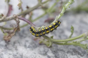 Caterpillar of the Callimorpha dominula on leaf stalks