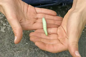 Caterpillar on a child's hands<br> Caterpillar on a child's hands