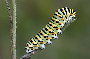 Caterpillar of common yellow swallowtail (Papilio machaon)