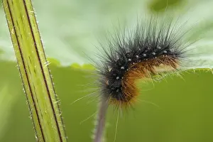Caterpillar of the Garden tiger moth (Arctia caja)