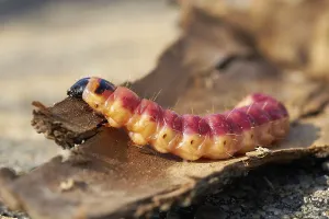 Caterpillar of a goat moth (Cossus Cossus) on the bark of a tree