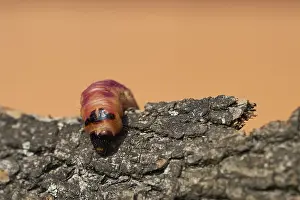 Caterpillar of a goat moth (Cossus Cossus) on the bark of a tree