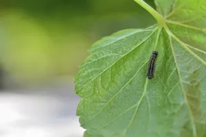 A caterpillar on a green leaf in nature