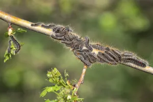 Caterpillar larvae, Brown tail caterpillars on tree