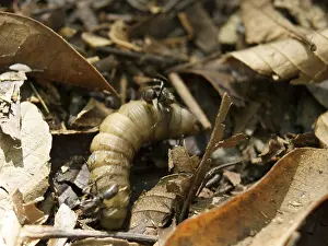 Caterpillar, Leaves, Ilha Grande