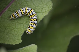 Caterpillar of the mullein monk