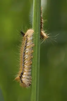 Caterpillar (philudoria potatoria)
