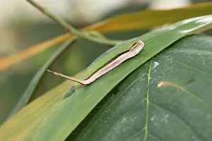 Caterpillar of the purple mort bleu butterfly (Eryphanis polyxena)