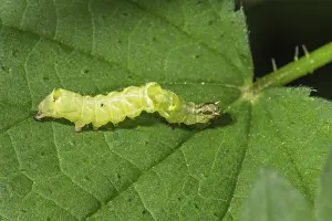Caterpillar of the rose owl (Thiativa batis) on a green leaf in close-up