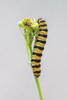 Caterpillar of the scabious bear (Tyria jacobaeae)