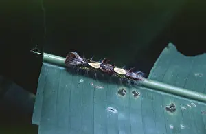 Caterpillar in Tambopata National Park in the Amazon Basin