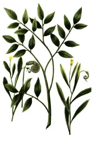 Caterpillar weed, Spiny scorpion-tail