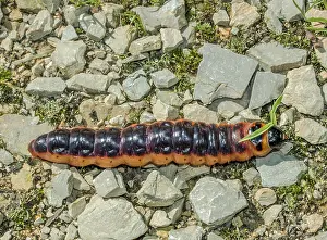 Caterpillar of the willow drill Cossus cossus'<br> Caterpillar of the willow drill Cossus cossus