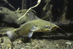 Catfish (Ictalurus melas)