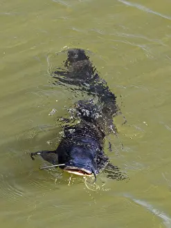 Catfish (Silurus glanis), Cataratas del Iguazu