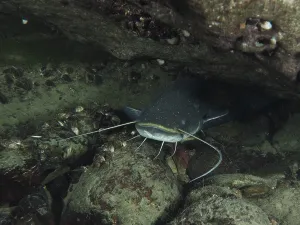 A catfish (Silurus glanis), Waller