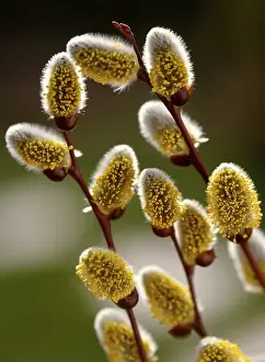 Catkin willow, willow catkin, detail goat willow (Salix caprea)
