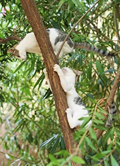 Two cats climbing on the tree