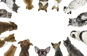 Cats and dogs of different breeds looking down