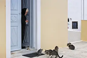 Cats are fed by an old woman, Firostefani