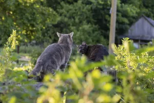 Two cats in a green garden setting