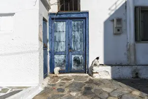 Cats resting along a narrow alleyways of Naxos Old Town