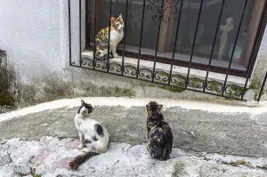 Three cats on street in old Kotor city, Montenegro