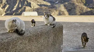 Three cats on a wall in a mountainous environment