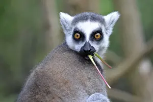 Catta (lemur catta)