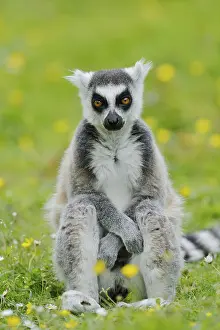 Catta (Lemur catta), captive, occurring in Madagascar