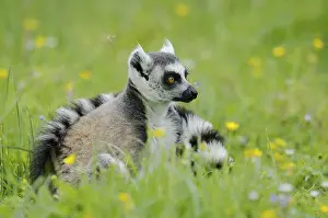 Catta (Lemur catta), Germany, captive