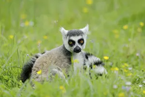 Catta (Lemur catta), Germany, captive