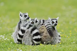 Catta (Lemur catta), group sitting in a meadow