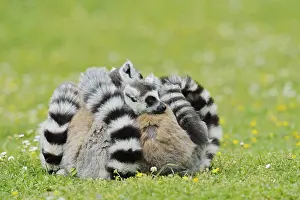 Catta (Lemur catta), group sitting in a meadow