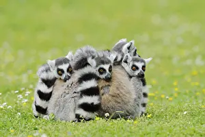 Catta (Lemur catta), group sitting in a meadow