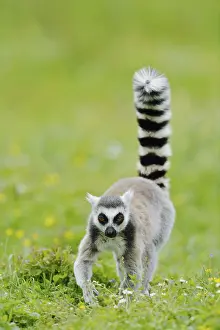 Catta (Lemur catta) walks across a meadow