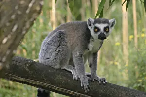 Catta on a tree trunk