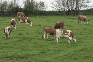 Cattle eight animals standing on pasture in green grass eating different seeing