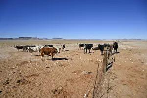 Cattle in the barren landscape near Aus