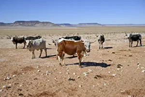 Cattle in the barren landscape near Aus