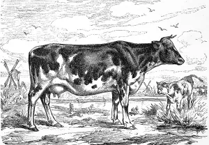 Cattle breed, a cow from the Netherlands