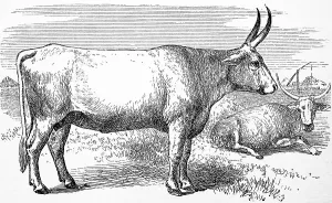 Cattle breed, Zebu, 1881, historical woodcut illustration