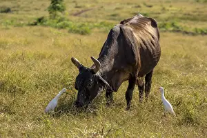 Cattle with cattle egrets Valle de los Ingenios