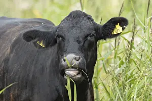 Cattle or Cow (Bos taurus) adult farm animal feeding on a reed plant