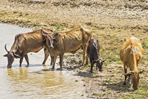 Cattle Crossing The River Santarem Brazil