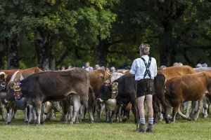 Cattle drive, cattle drive, alpine herdsman