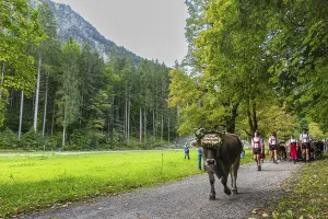 Cattle drive, cattle drive, domestic cattle (Bovidae)