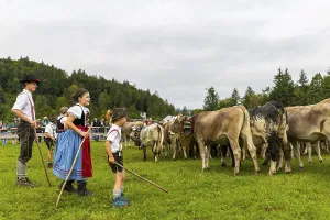 Cattle drive, cattle drive, domestic cattle (Bovidae)